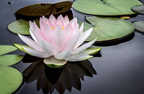 Lotus Çiçeğinin Anlamı